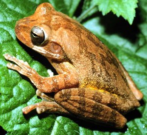 Fu frog slot demo, fu frog